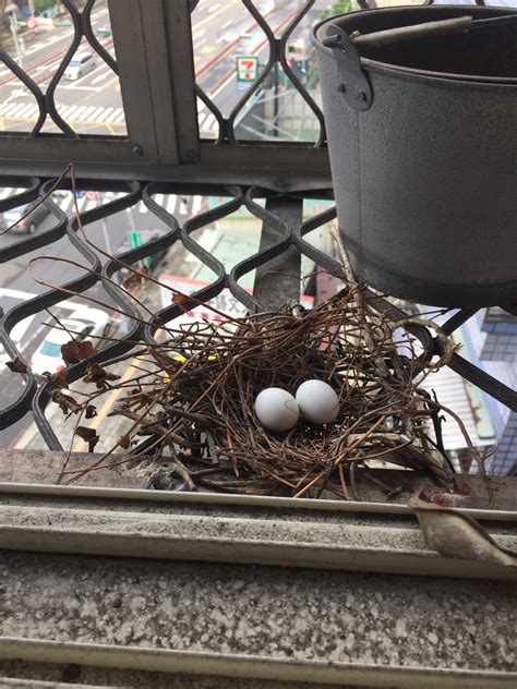 家裡鳥巢|【家裡有鳥築巢】鳥兒築巢有好兆頭？家裡發現鳥窩竟是財運來臨。